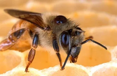 Free varroa mite resources