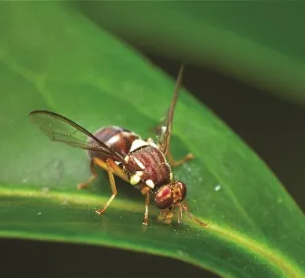 15,000 new traps to stop fruit fly in its tracks