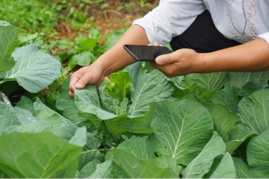 PHA launches free plant biosecurity surveillance training