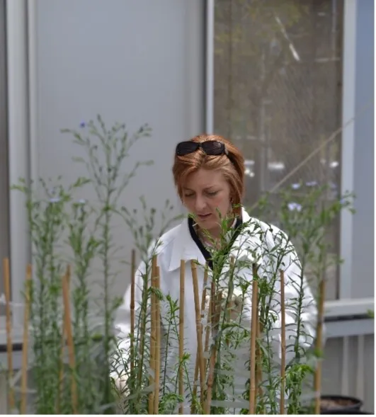 Veronica Hayes inspecting plants