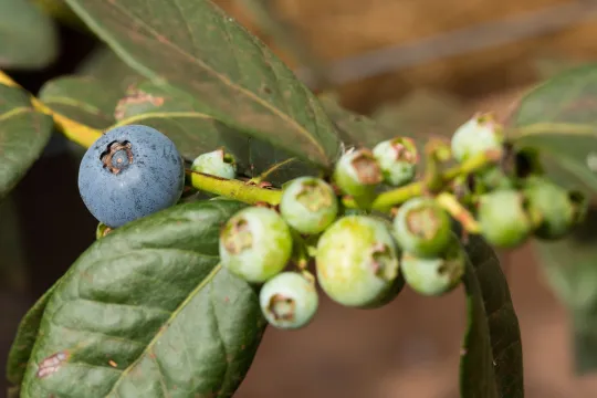 Blueberries ripening on a branch