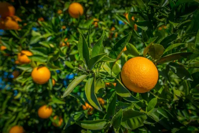 Oranges on a tree
