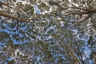 View from the ground up to the crowns of multiple tall Karri trees
