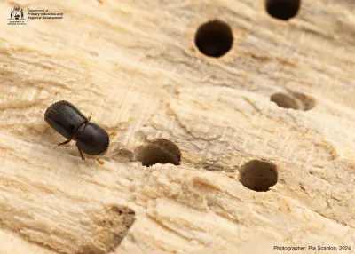 Wood boring beetle Euwallacea fornicatus by Pia Scanlon