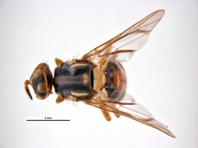 Bactrocera albistrigata dorsal view