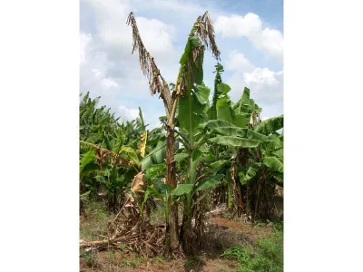 Plant symptoms of Fusarium oxysporum f.sp_. cubense