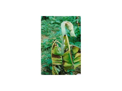 Plant symptoms of Ralstonia solanacearum