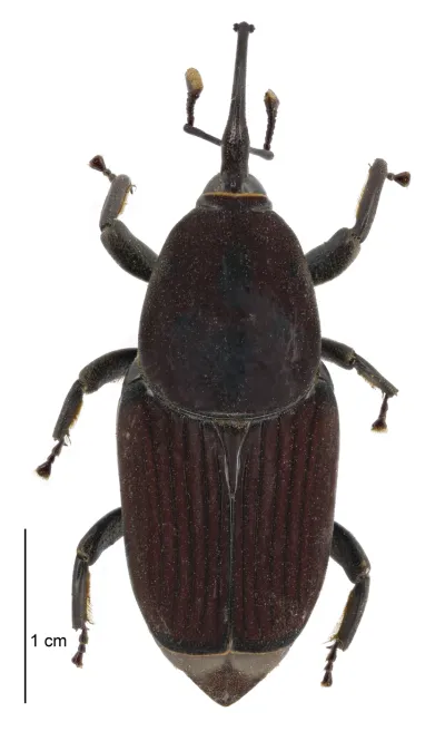 Rhynchophorus ferrugineus dorsal view