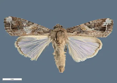 Spodoptera frugiperda dorsal view