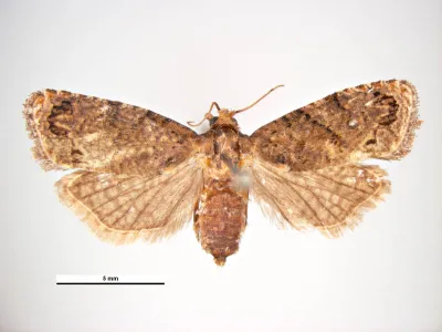 Thaumatotibia leucotreta dorsal view