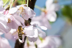 Bee on blooming blossom