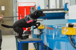 Biosecurity detector dog at work on a package conveyor belt